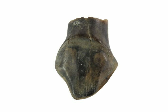 Fossil Ankylosaur Tooth - Montana #97489